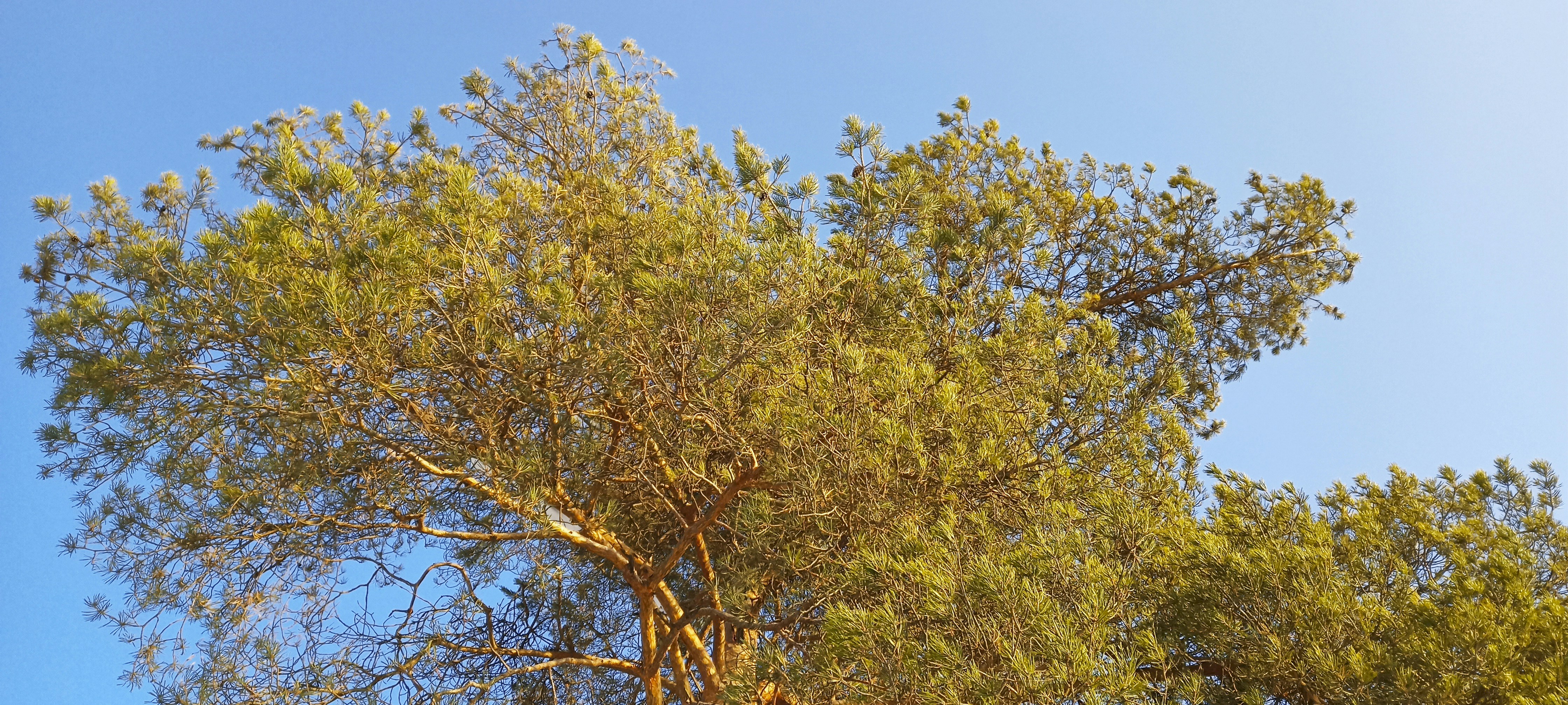 a tall tree with lots of green leaves