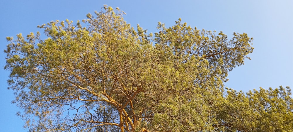 a tall tree with lots of green leaves