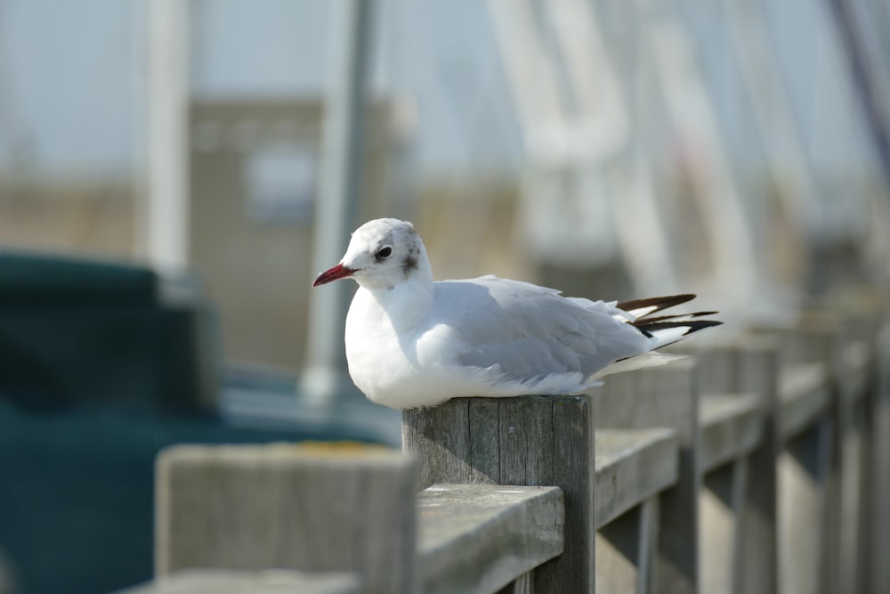 un oiseau blanc assis au sommet d’une clôture en bois