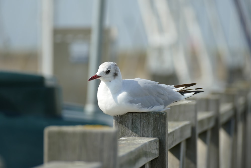 Ein weißer Vogel sitzt auf einem Holzzaun