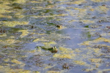 a close up of a bird in a body of water