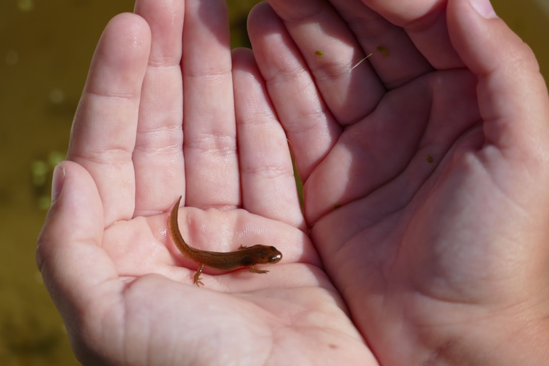 a person holding a small lizard in their hands
