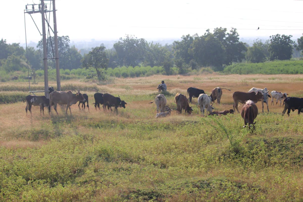 Cattle standing on a grass field