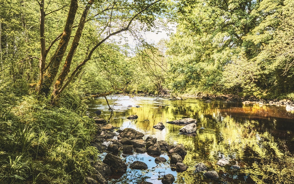 a river running through a lush green forest