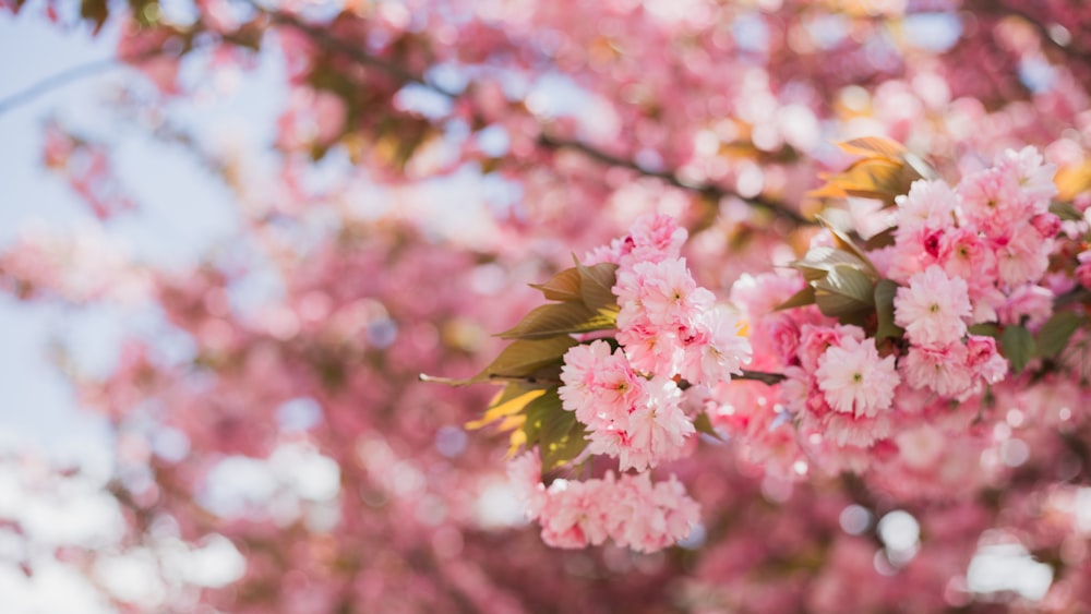 pink flowers are blooming on the branches of a tree