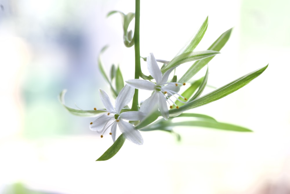 a close up of a white flower with green leaves