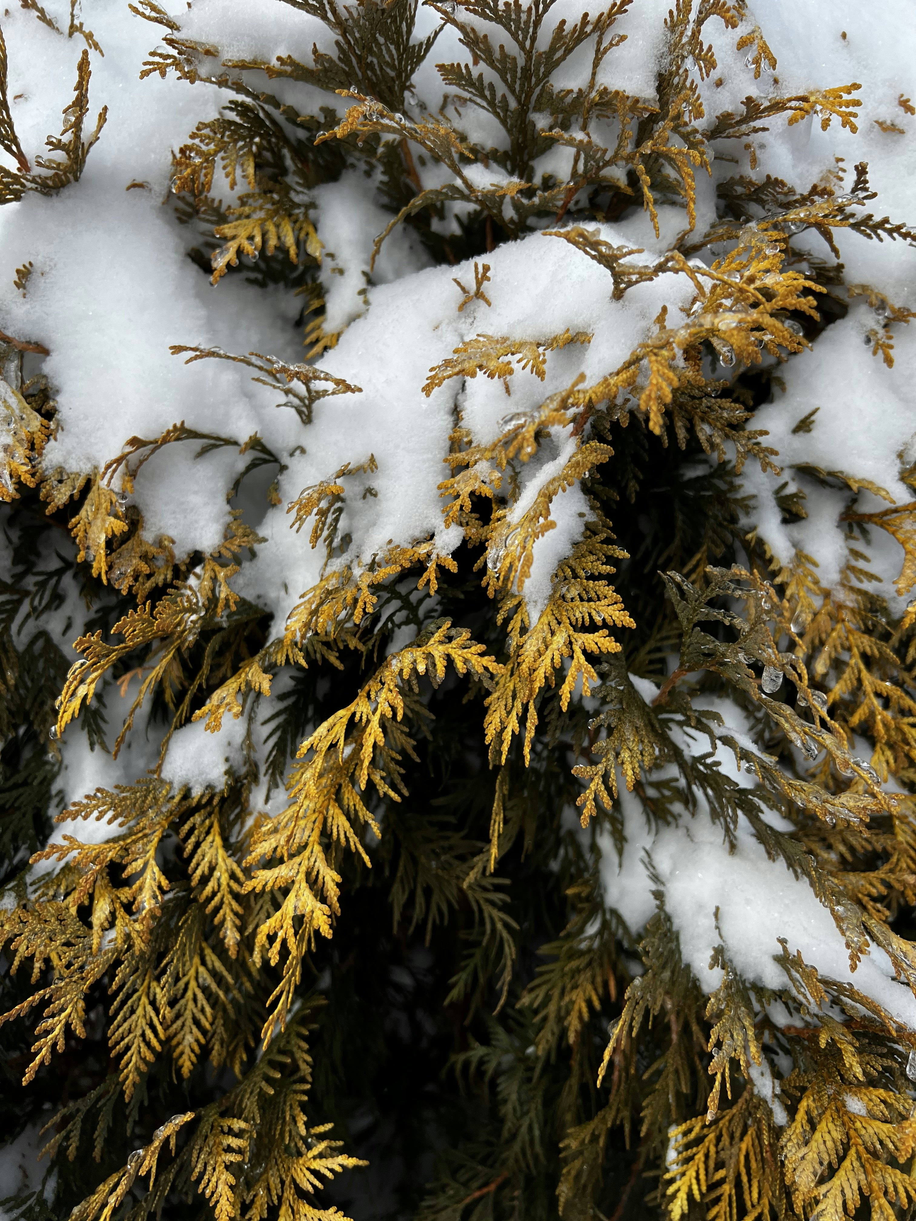 Un gros plan de neige sur un pin