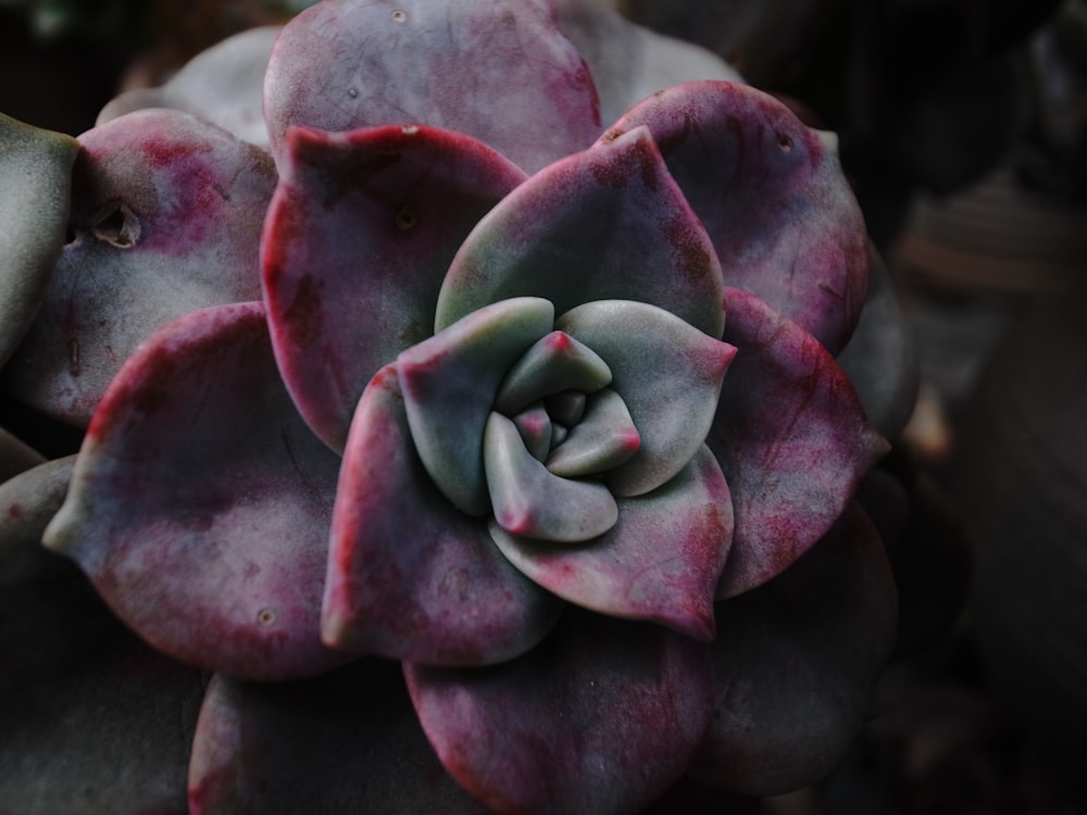 a close up of a flower on a plant