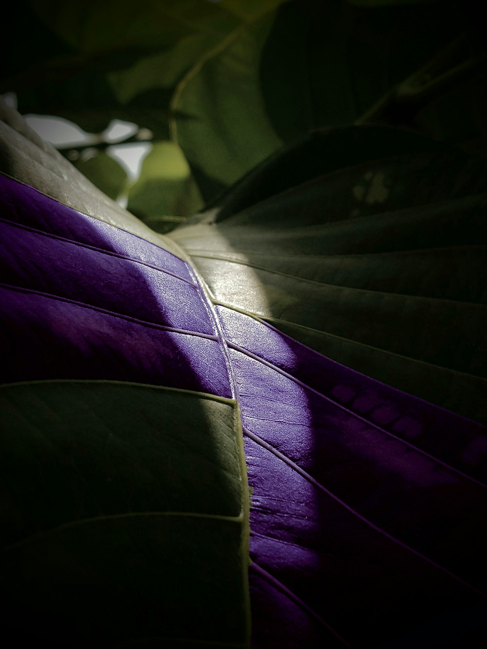 a close up of a purple and green leaf