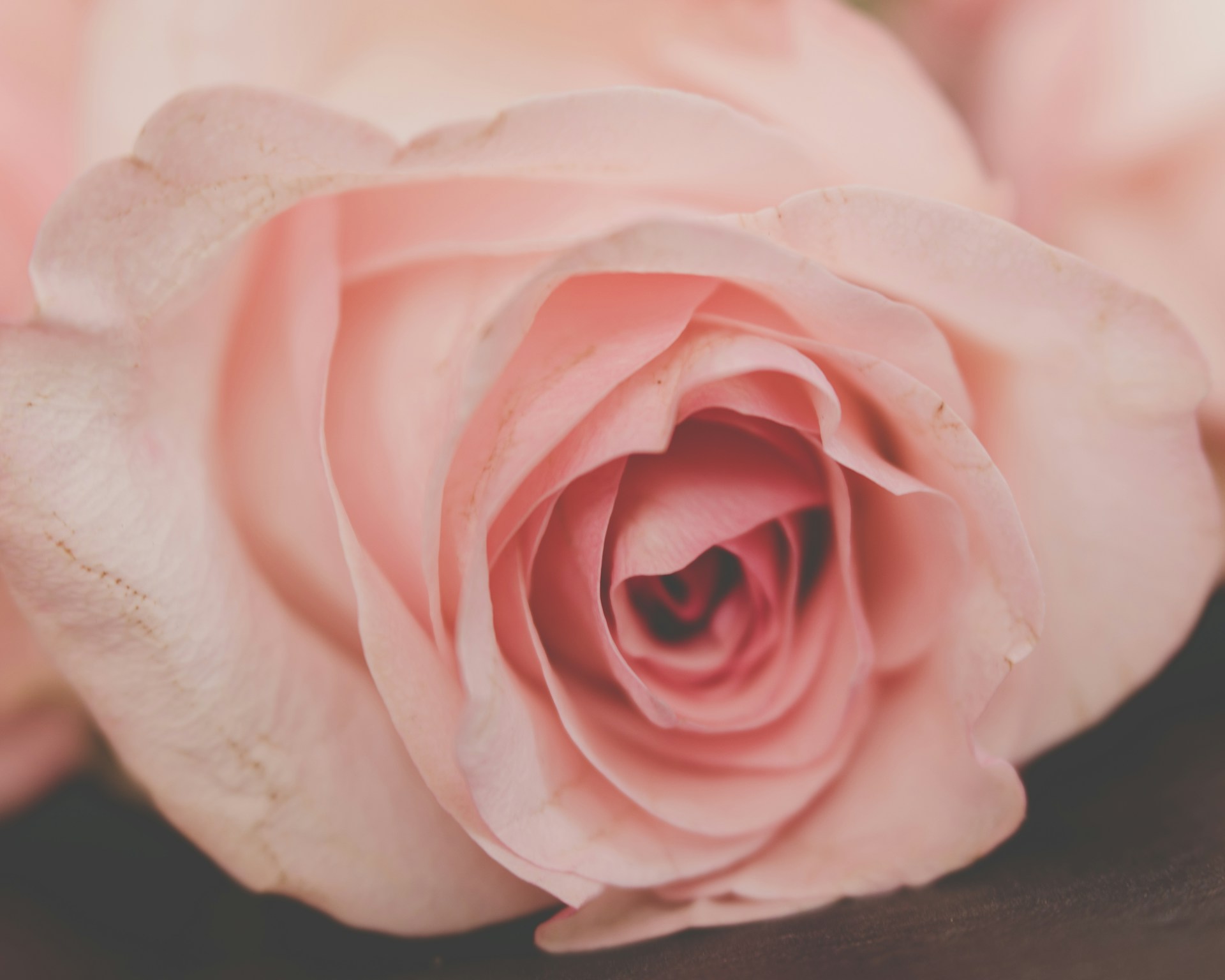a close up of a pink rose on a table