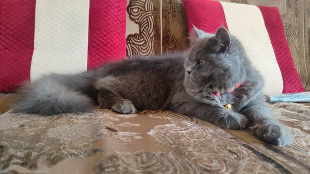 A fluffy cat lounging comfortably with a vibrant, hand-stitched collar adorned with tiny bells.