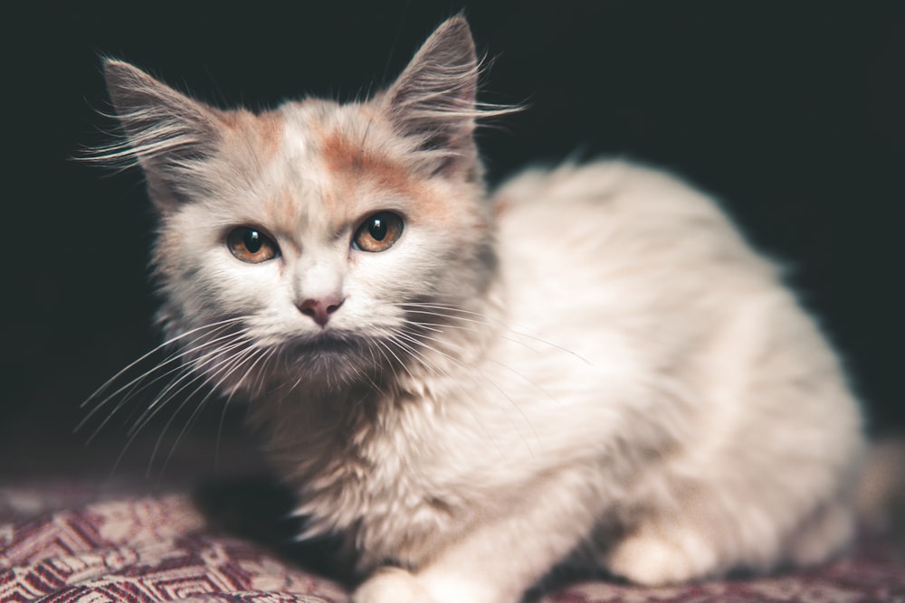 a white and orange cat sitting on top of a bed