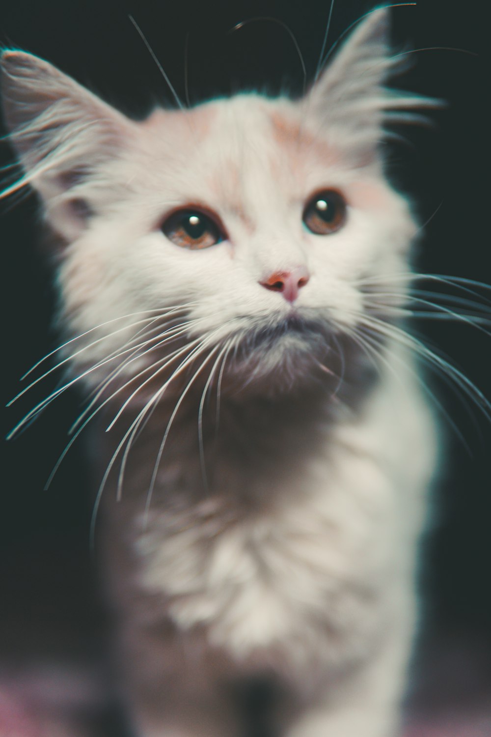 a small white kitten with very long whiskers