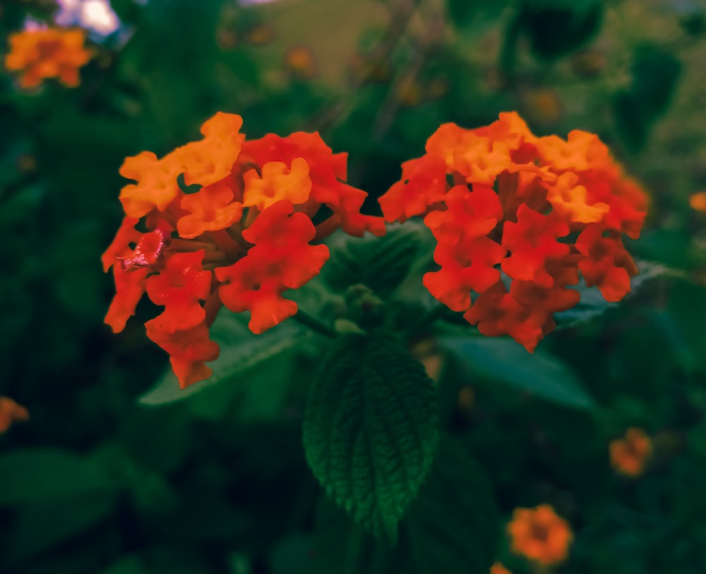 a close up of a red flower with green leaves