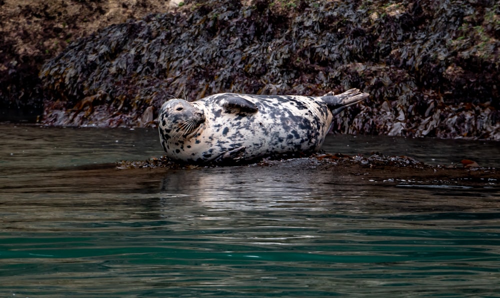 a grey and white seal floating on top of a body of water