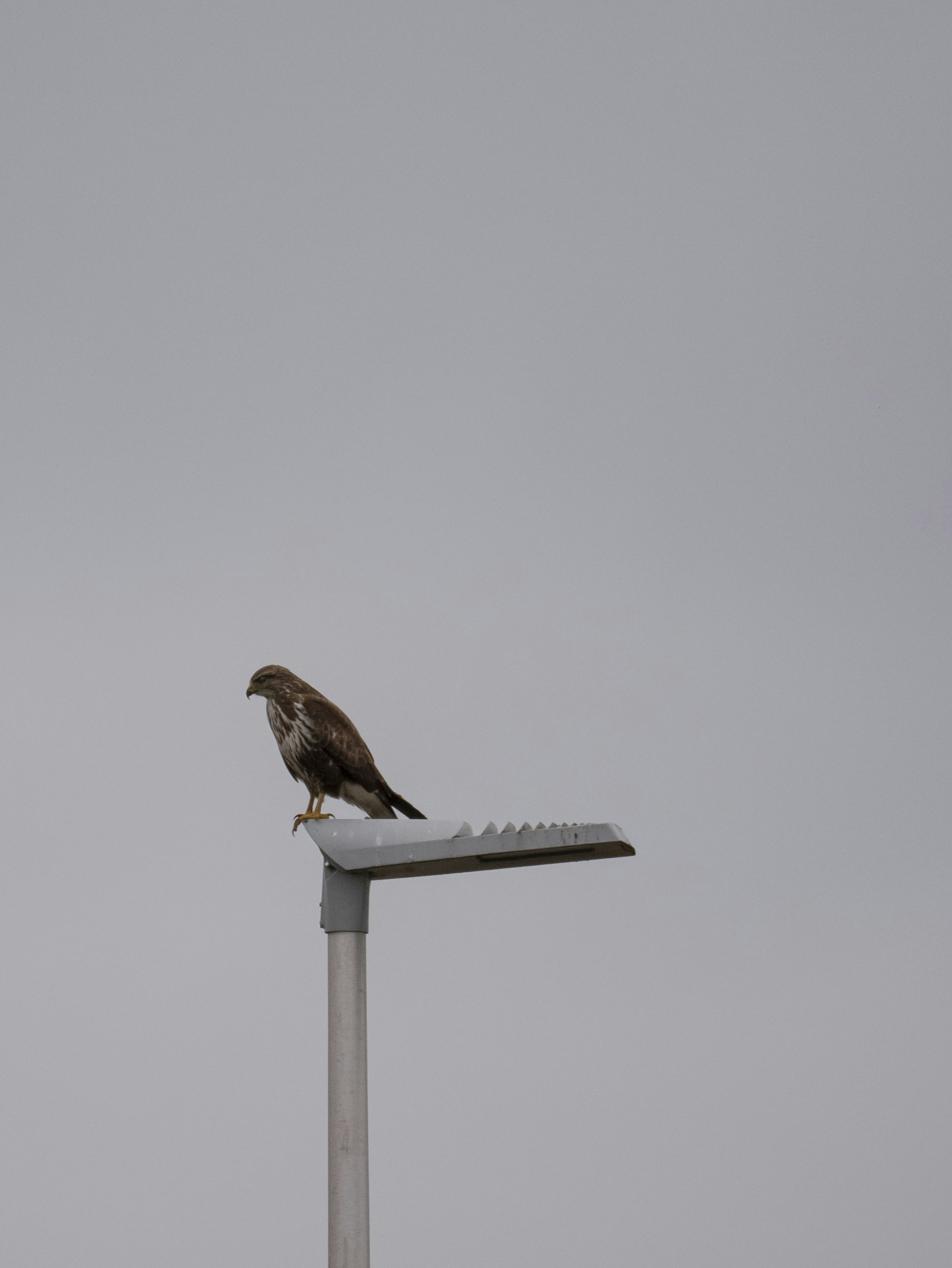 Photo by floriandormann