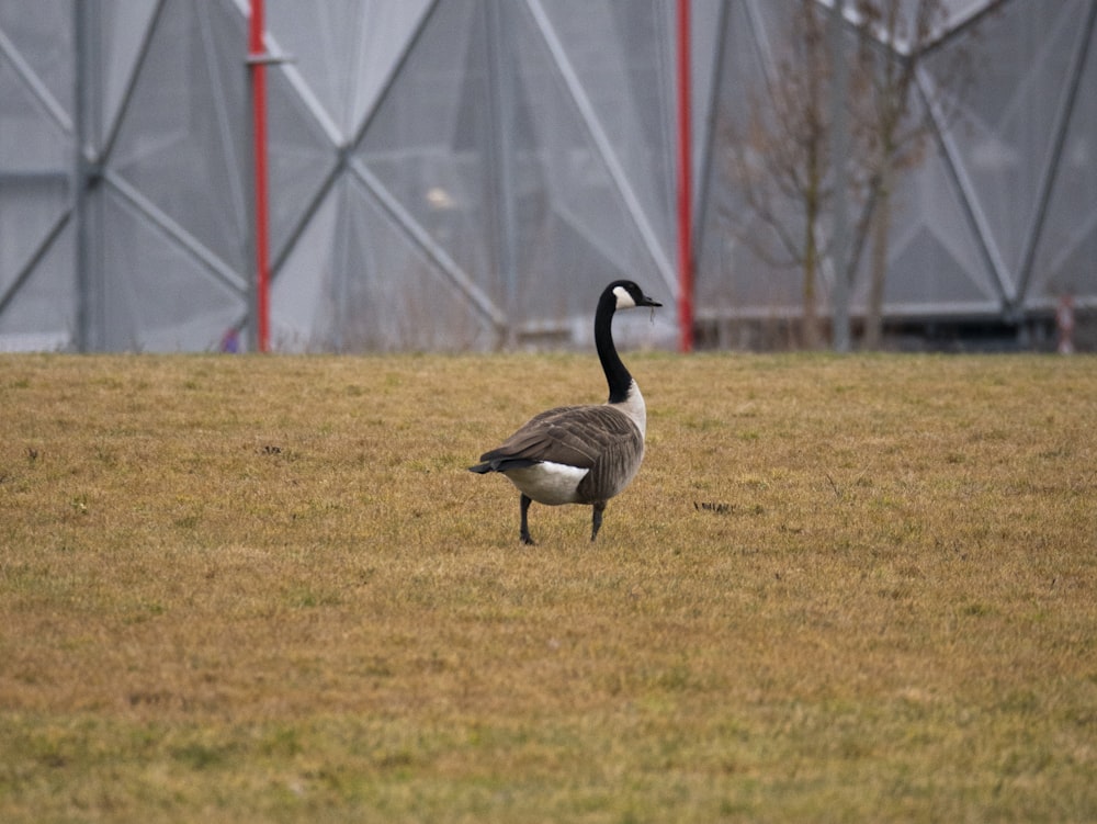 a goose is standing in a grassy field
