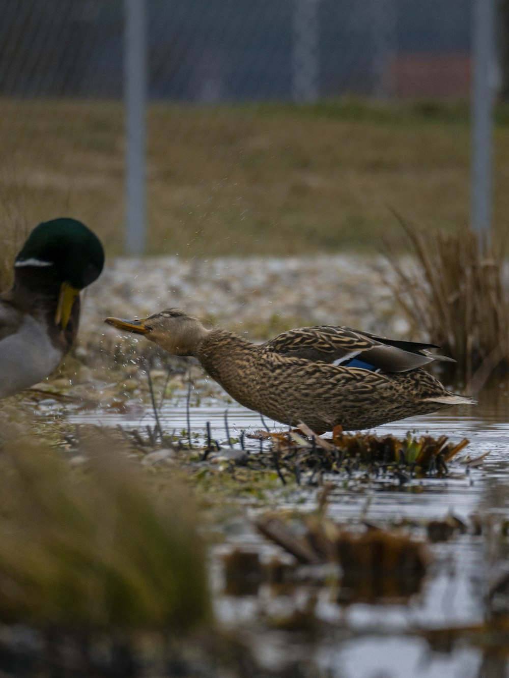 a couple of ducks standing on top of a puddle of water
