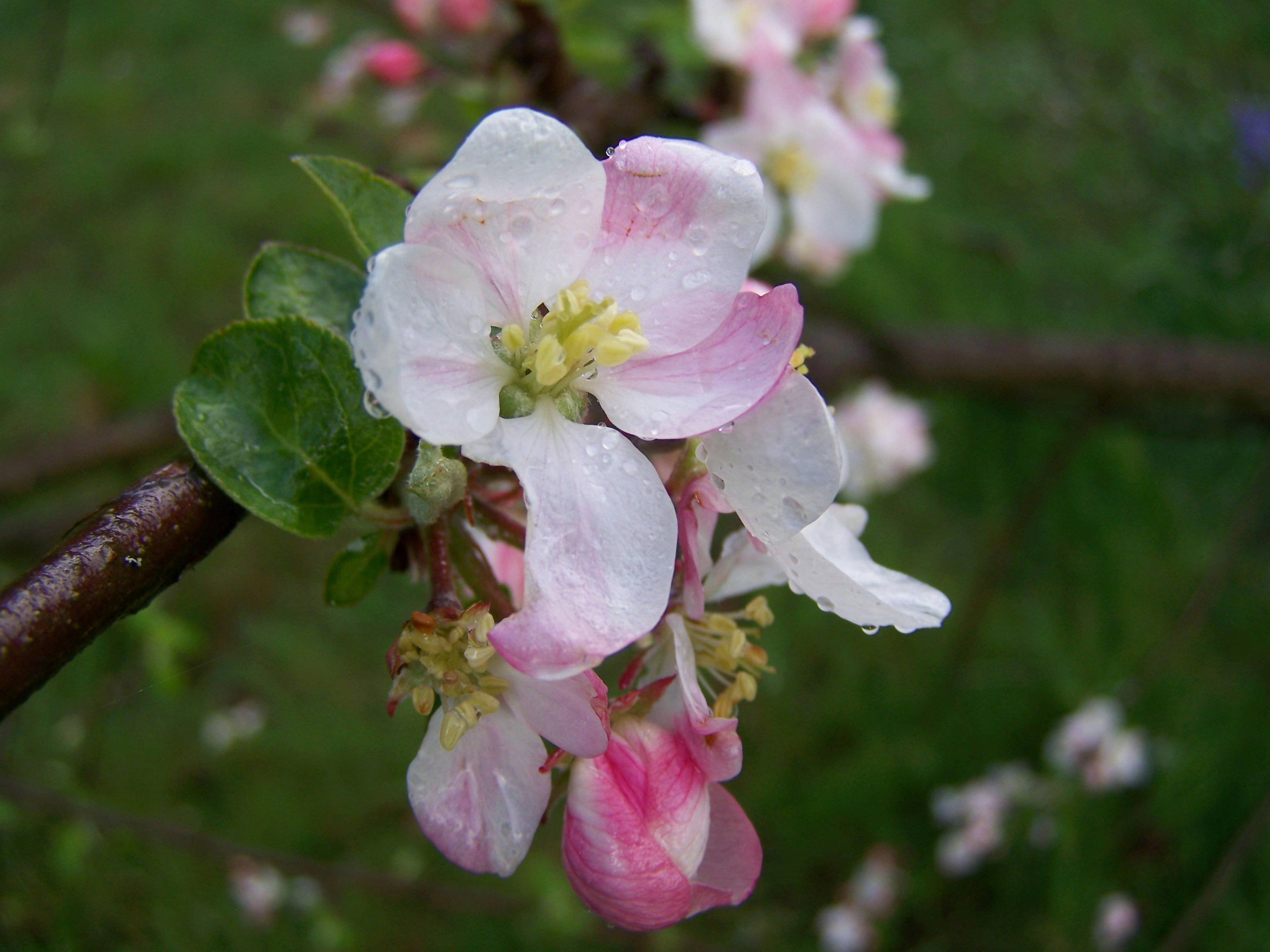 Photo by correenwa03