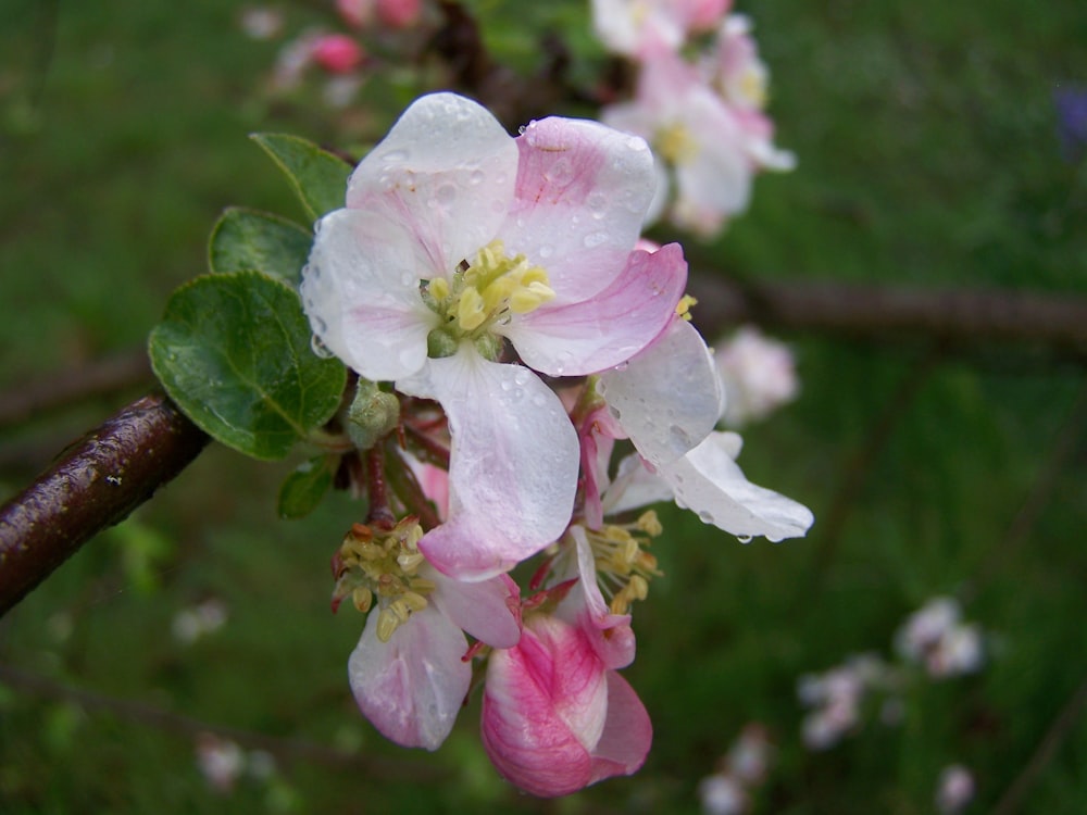 a close up of a flower on a tree branch