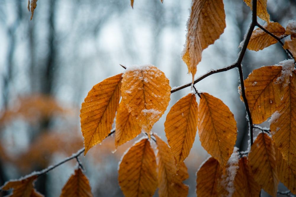 the leaves of a tree are covered in snow