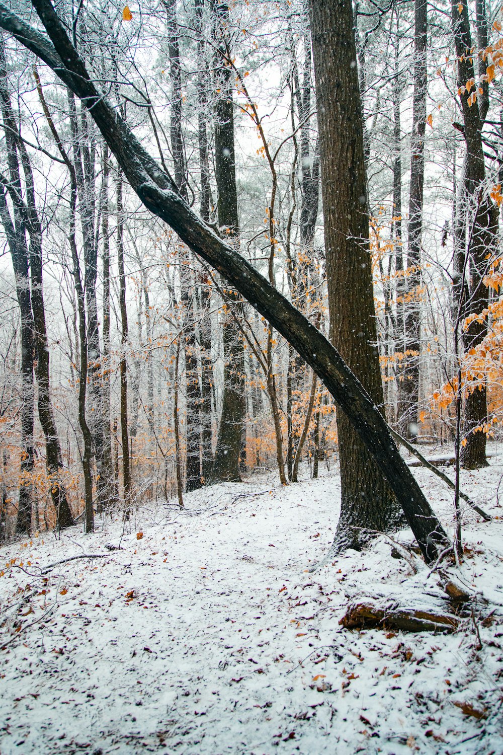 a snow covered forest with trees and leaves
