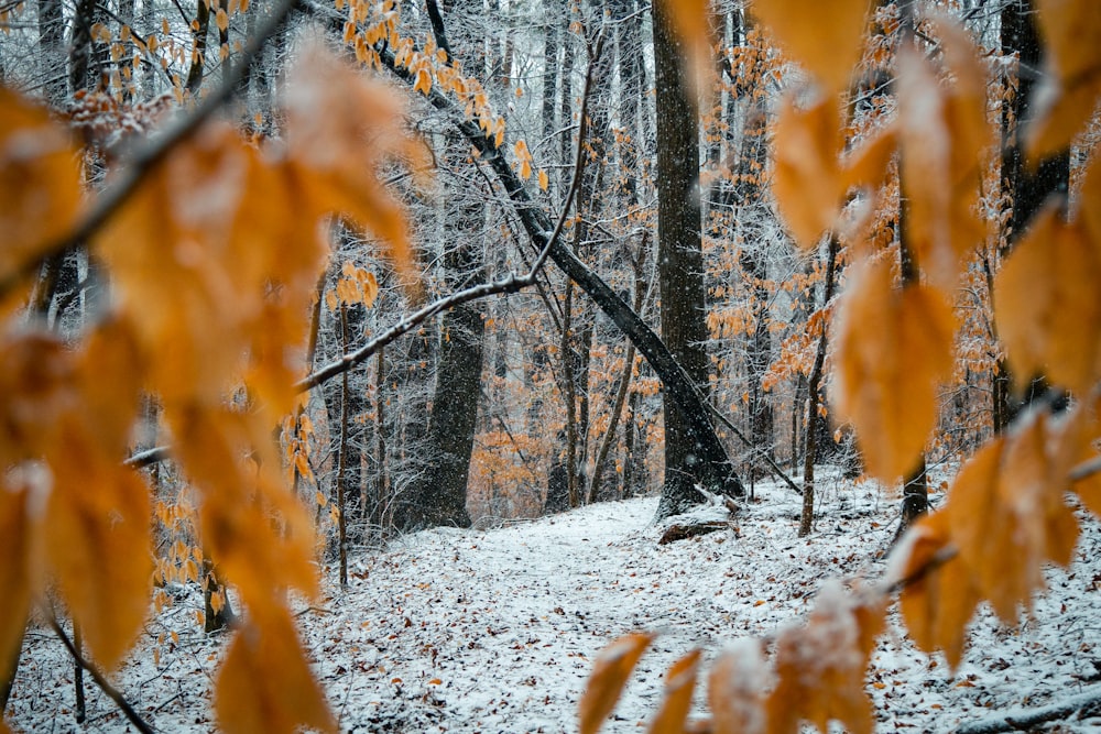 a path through a forest covered in snow