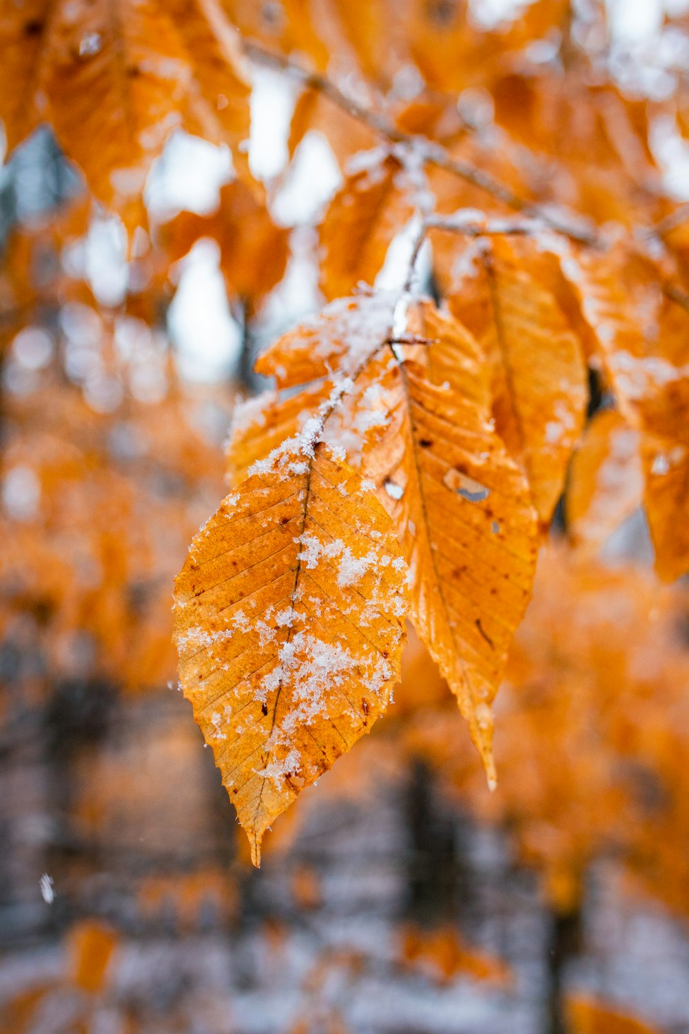 a leaf with snow on it hanging from a tree