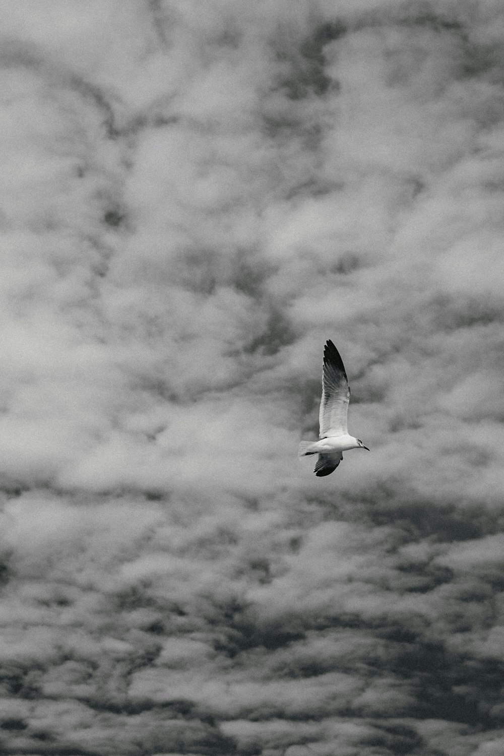 a black and white photo of a seagull flying through a cloudy sky