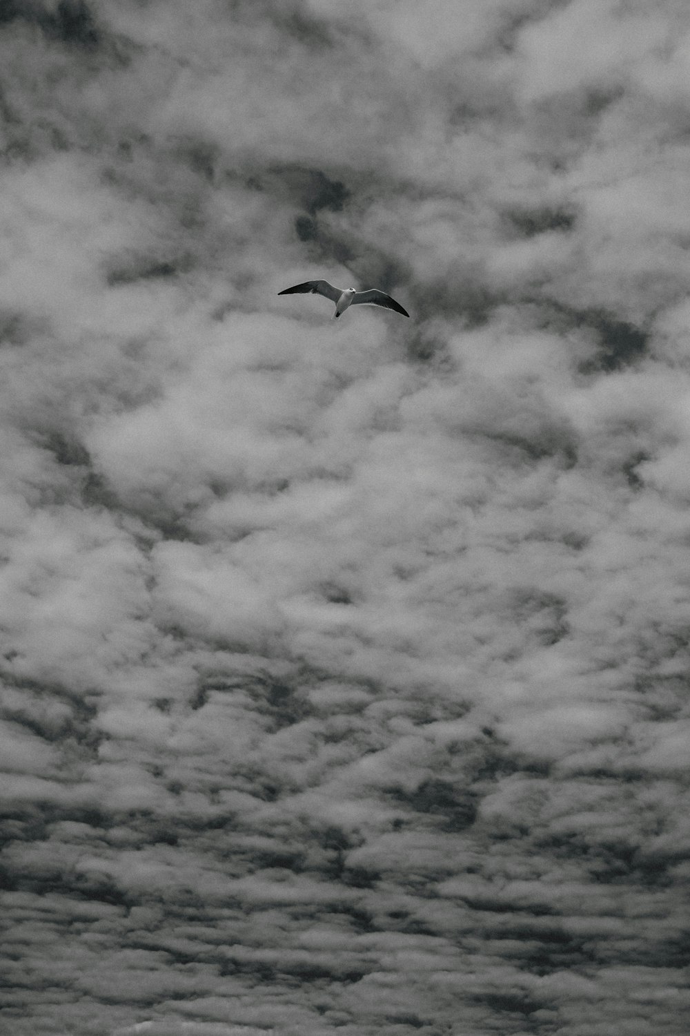 a black and white photo of a bird flying in the sky