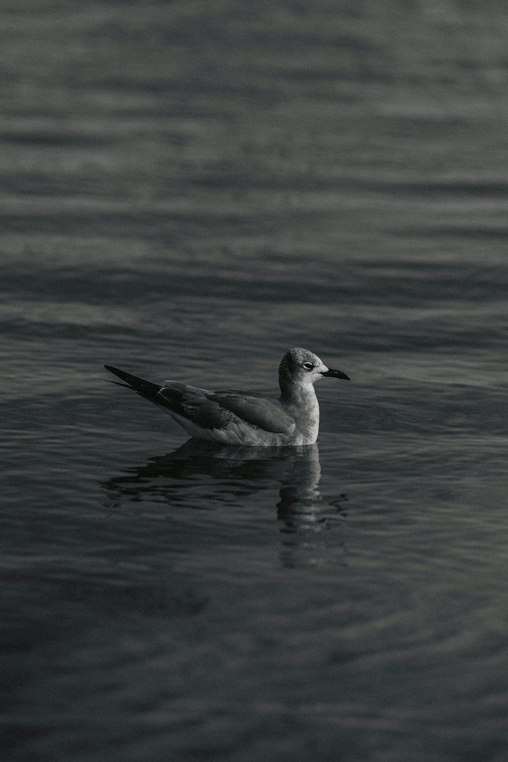 a black and white photo of a bird in the water