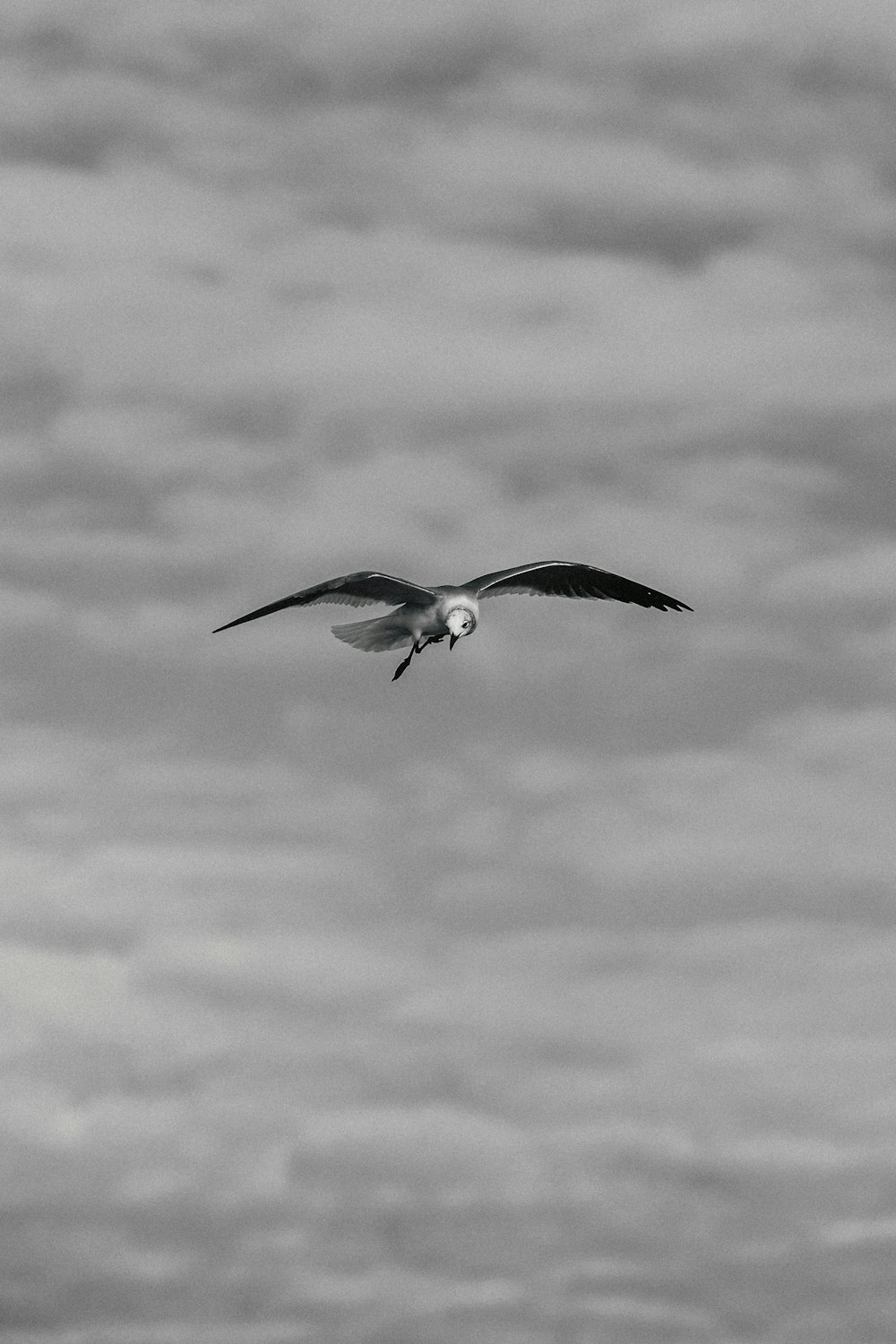 a black and white photo of a bird flying in the sky