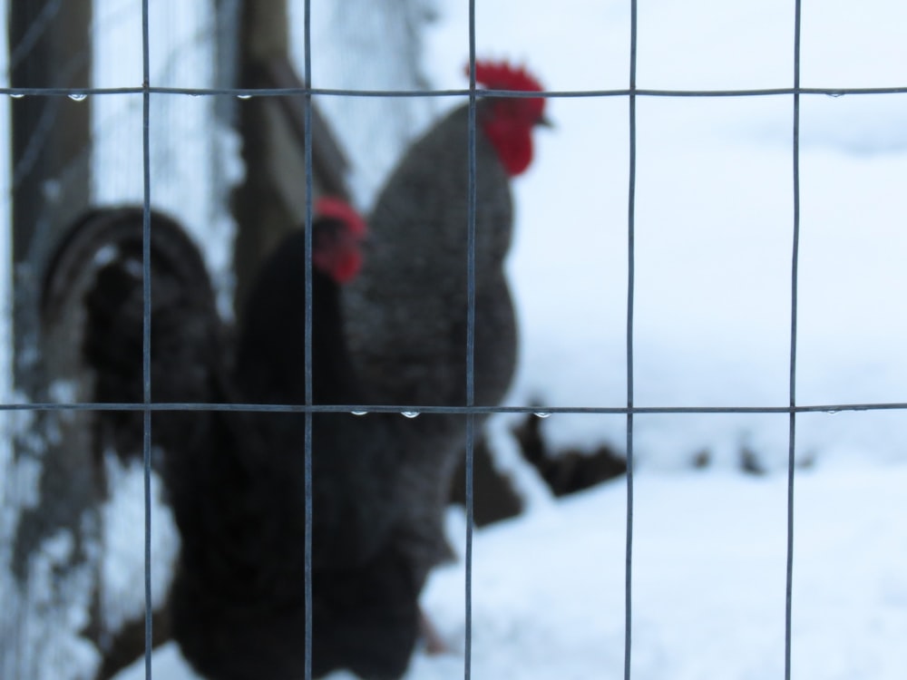 a couple of chickens standing behind a fence