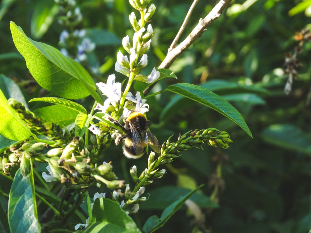 a close up of a plant with a bee on it