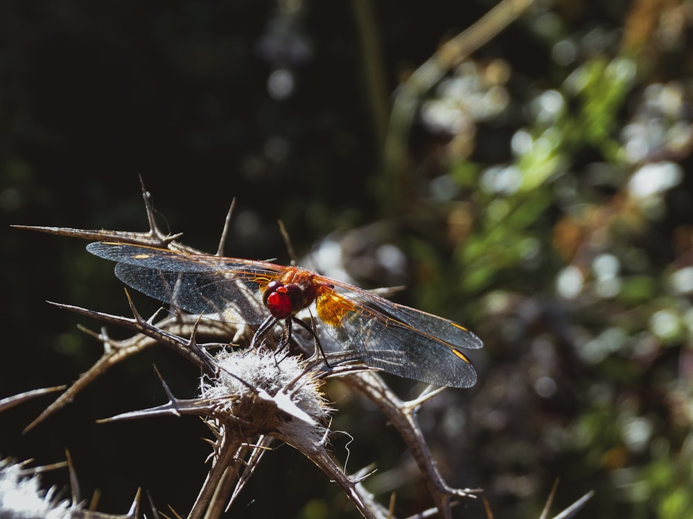 a red and black insect sitting on top of a plant