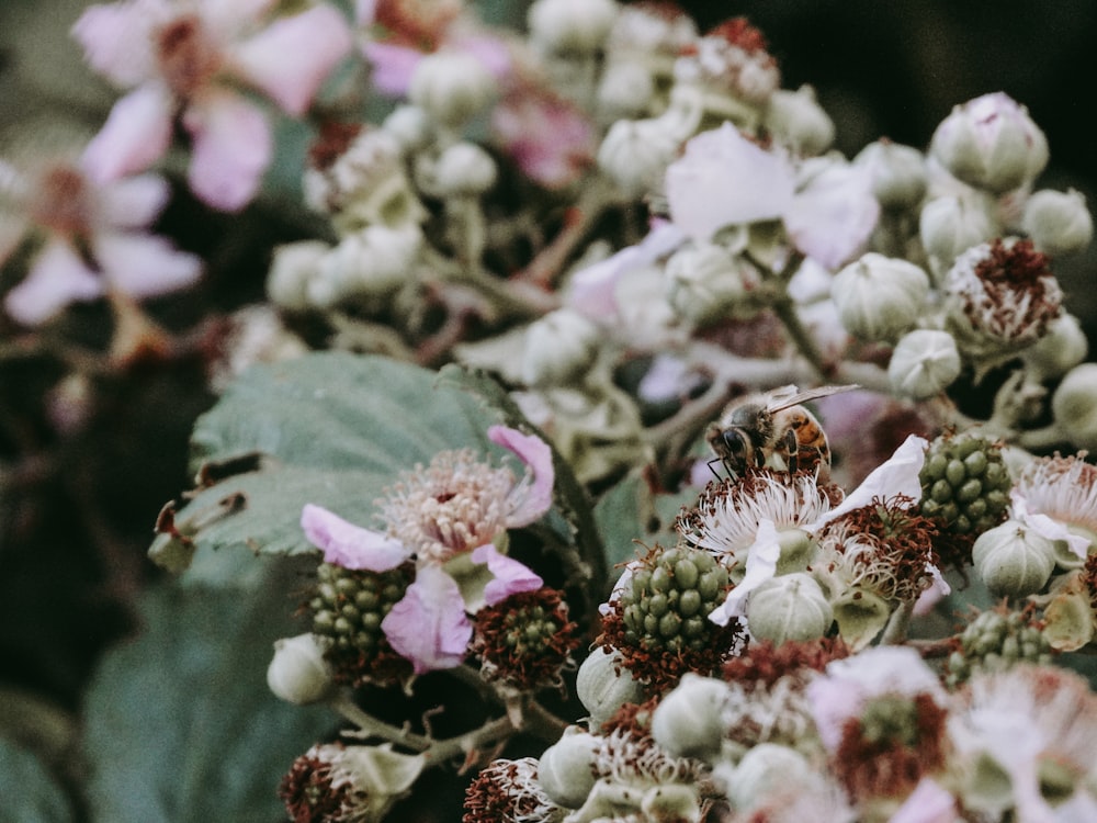 a bunch of white and pink flowers with green leaves