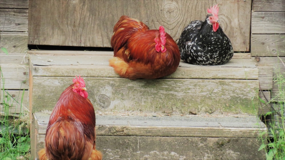 a group of chickens sitting on top of a wooden step