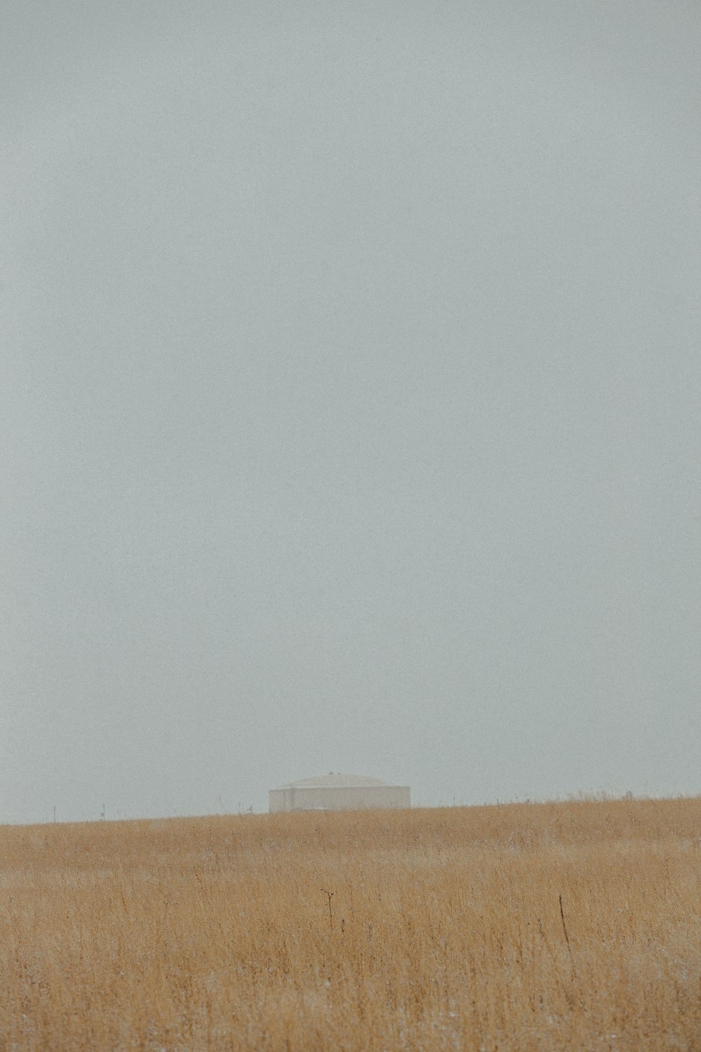 a lone horse standing in a field of tall grass