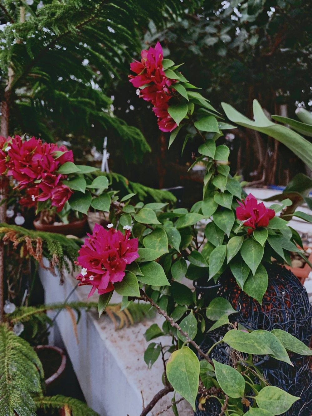 a potted plant with red flowers and green leaves