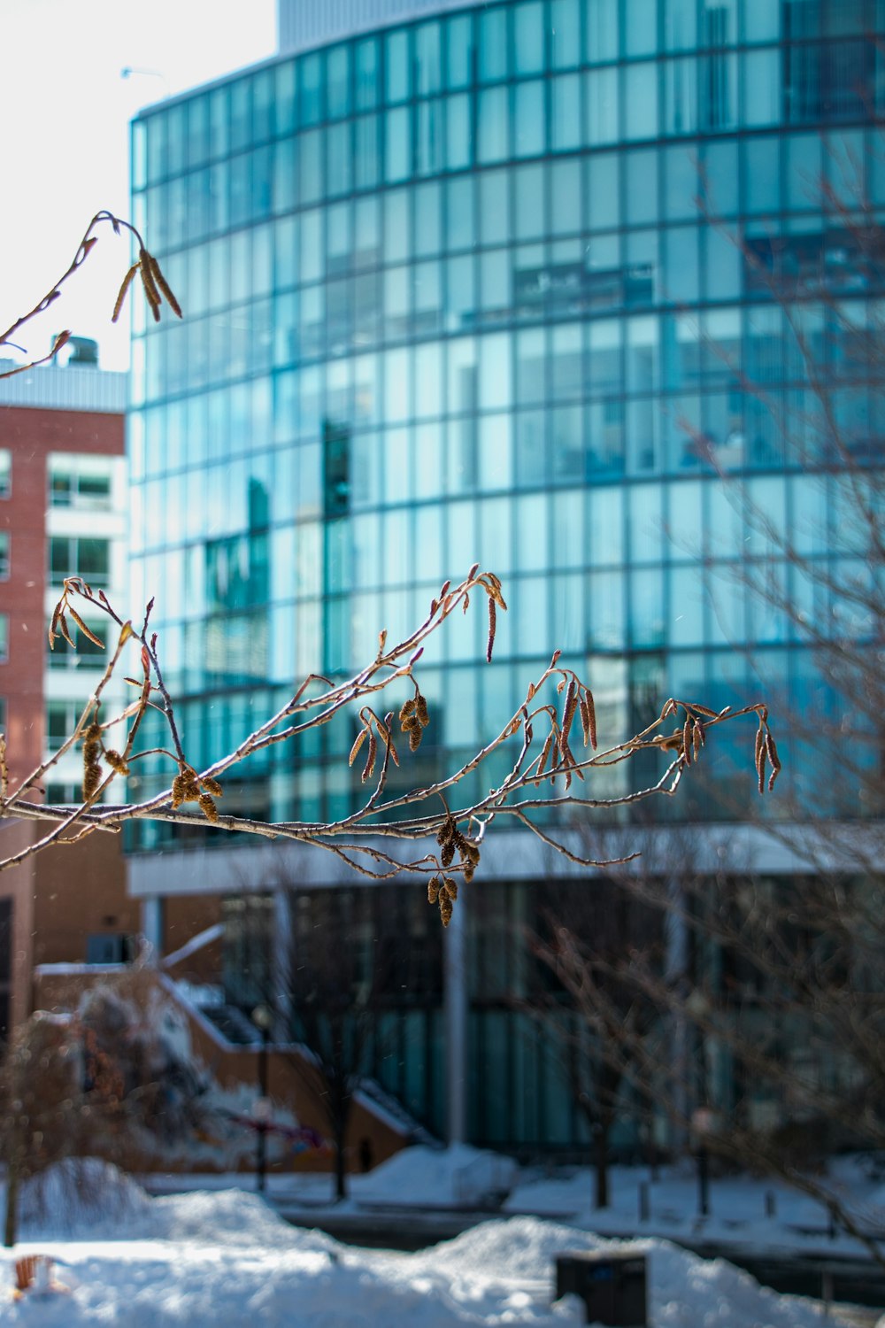 a branch with no leaves in front of a building