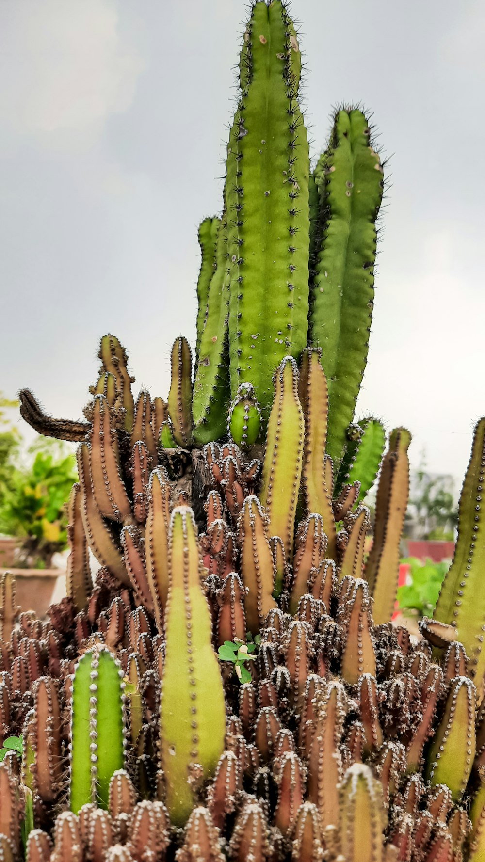 a large group of green and yellow cactus plants