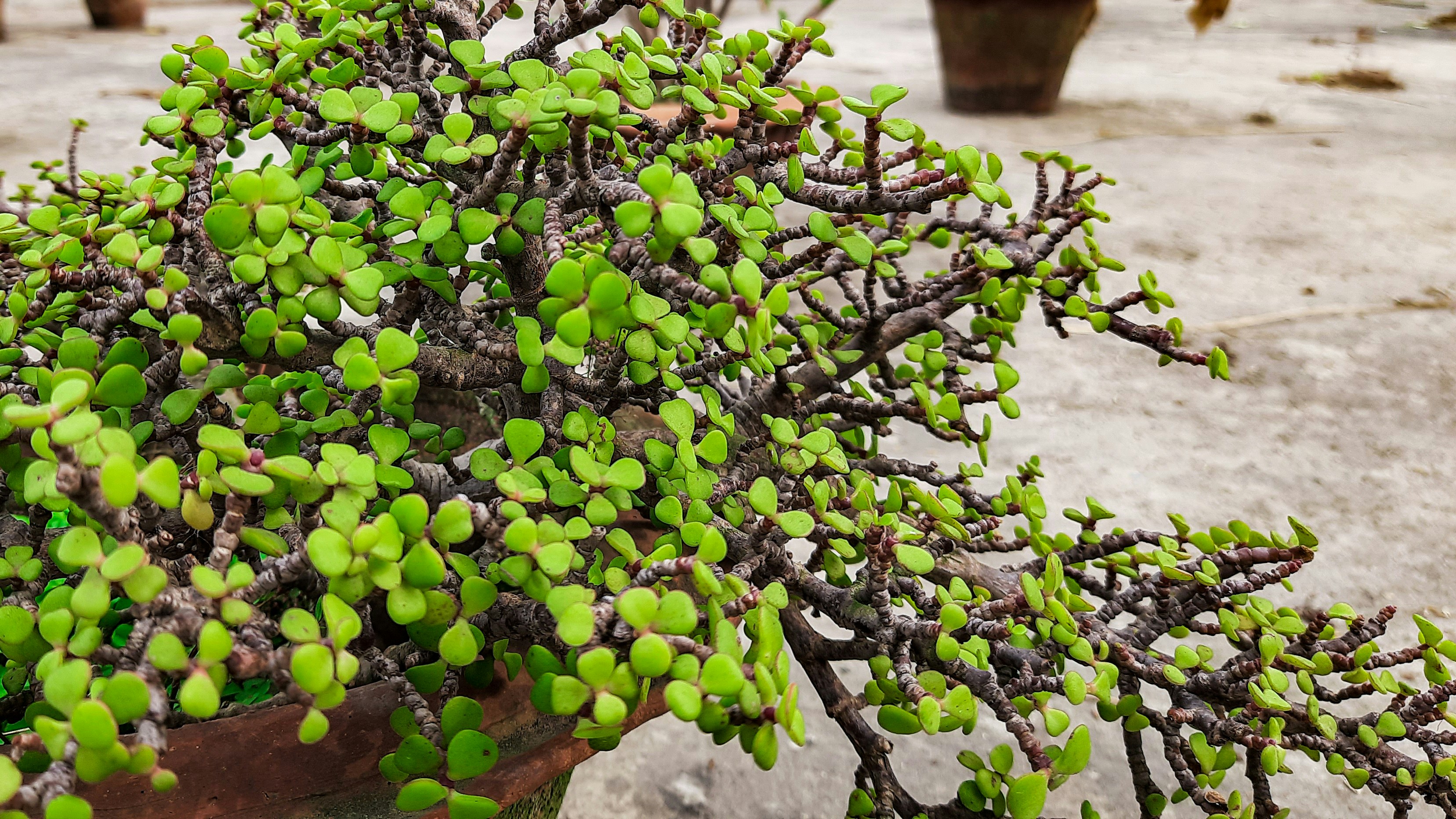 a potted plant with small green leaves