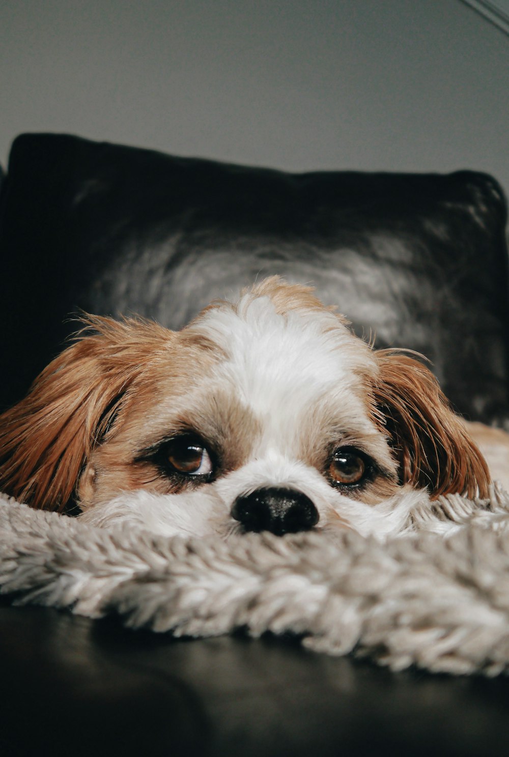 a brown and white dog laying on top of a couch