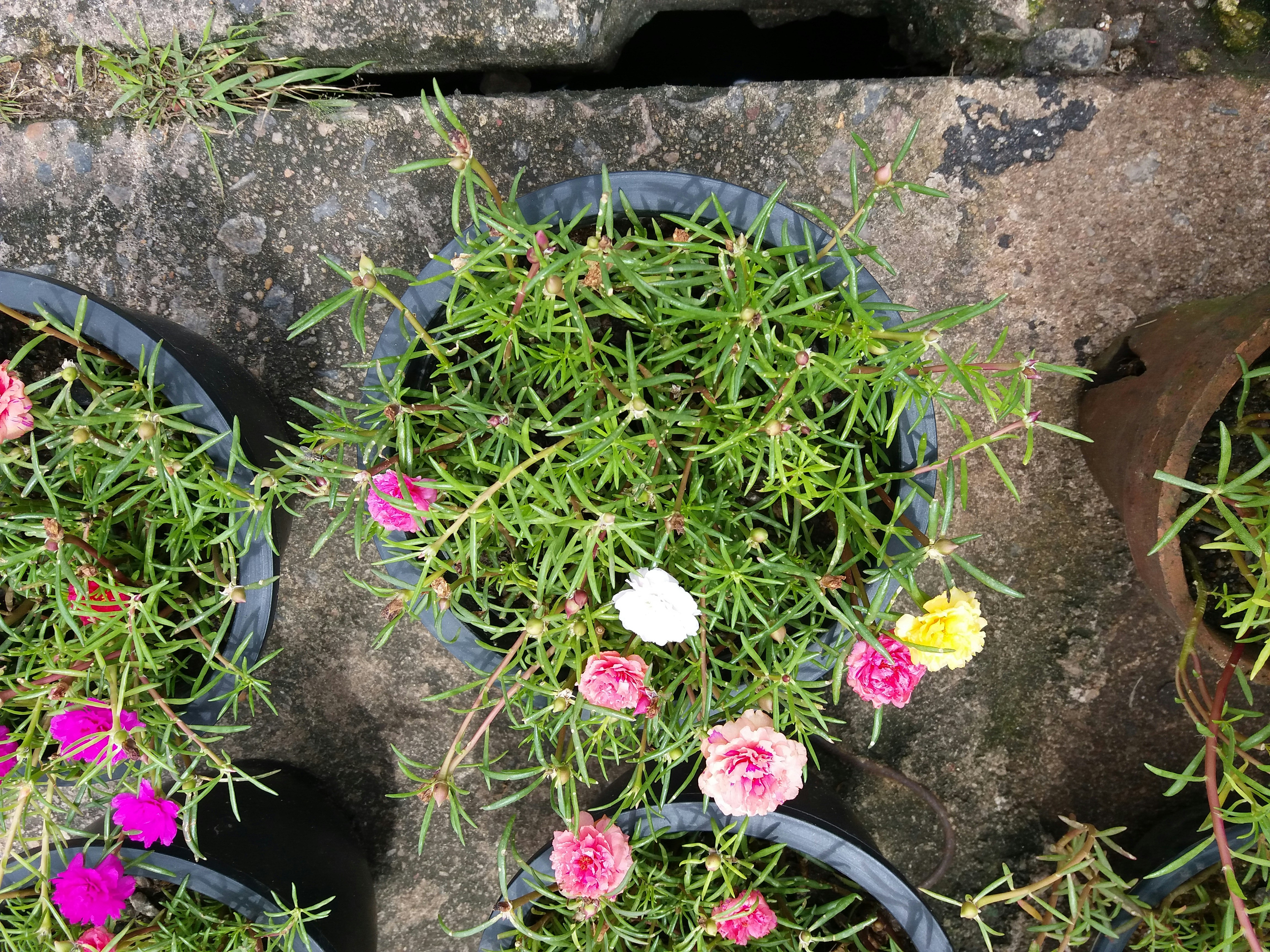 Concrete flower pots in a landscaped garden setting