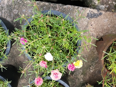 A collection of elegant pots and containers filled with colorful plants.