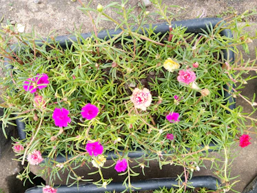 A vintage-style cement planter with vibrant flowers blooming in a cozy garden corner.