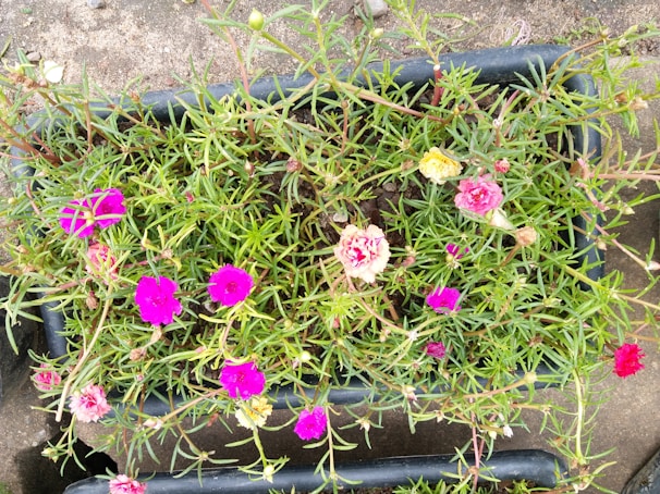Close-up of a hexagonal planter with vibrant flowers in the outdoor space.