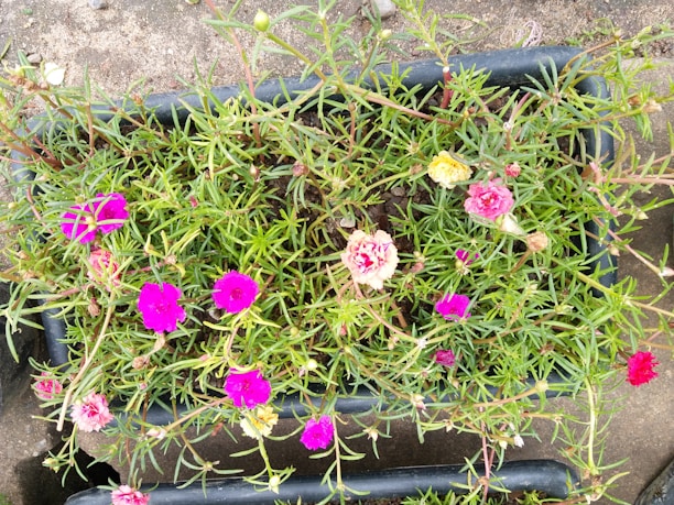 A rectangular planter filled with vibrant green foliage and several small, bright flowers in shades of pink, red, and yellow. The plants have slender leaves and the flowers are blooming at different stages. The planter is placed on a rough concrete surface.