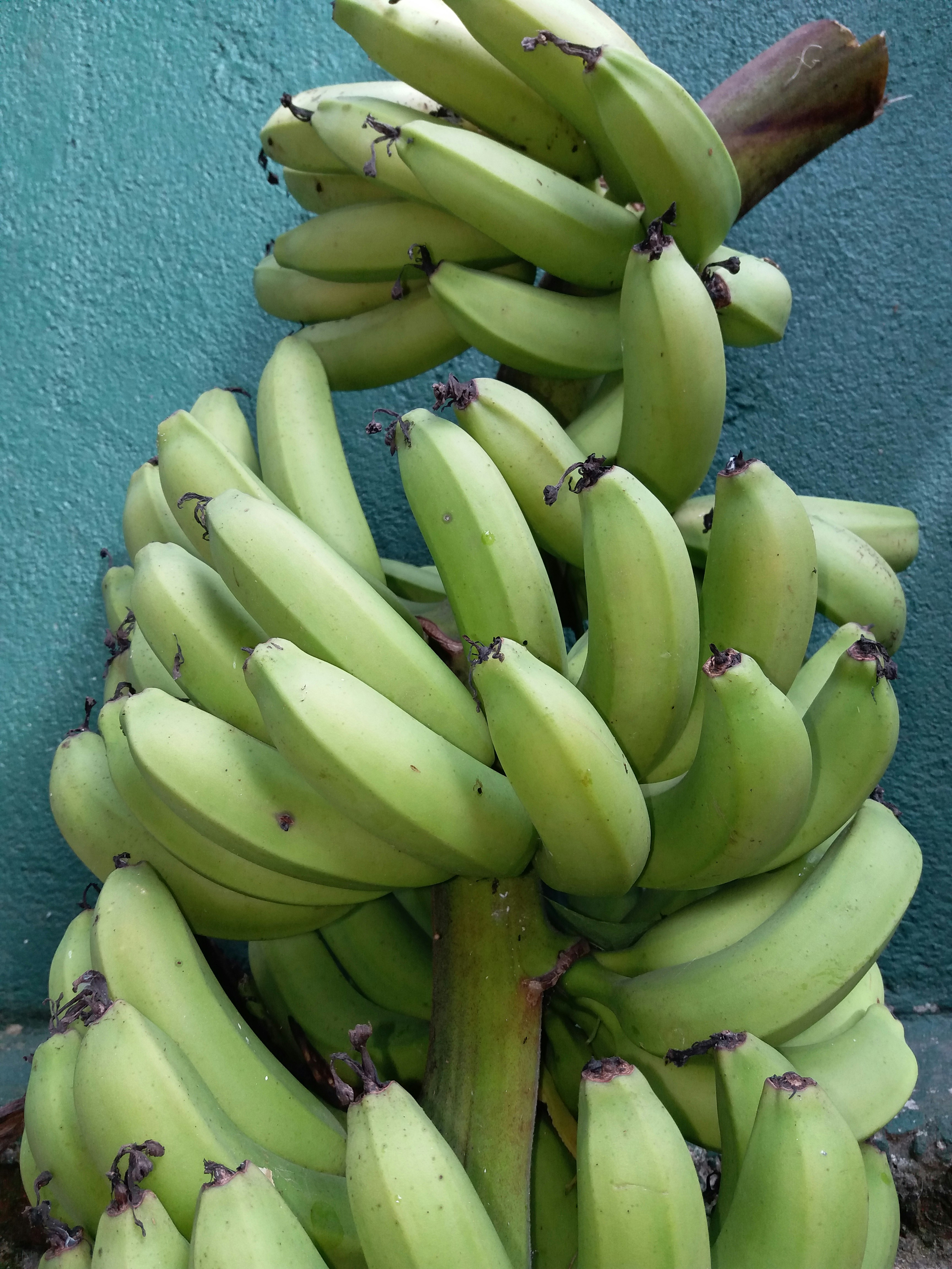 a bunch of green bananas hanging from a tree
