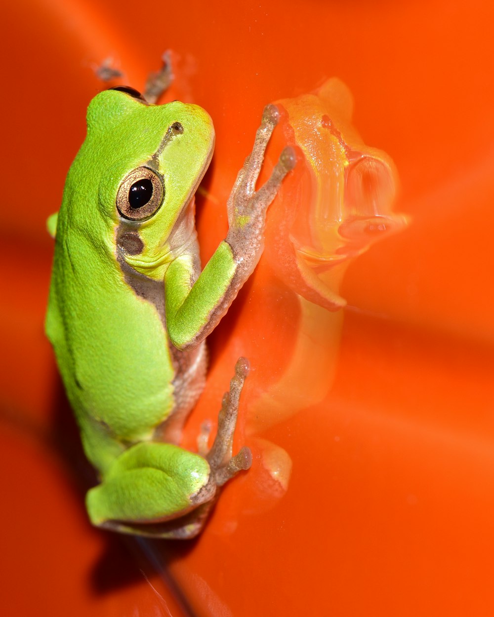 a green frog sitting on top of an orange surface